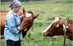 A finnish farmer with her cows