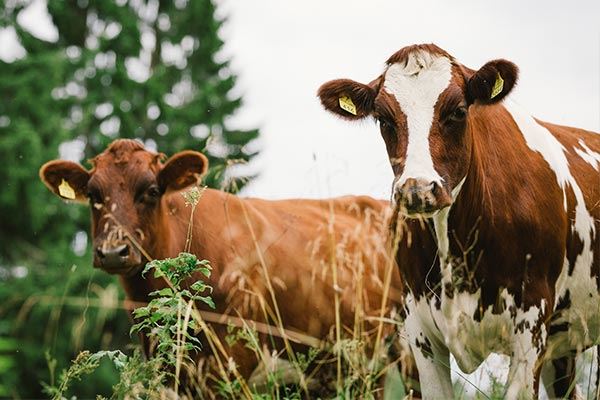 cows on pasture